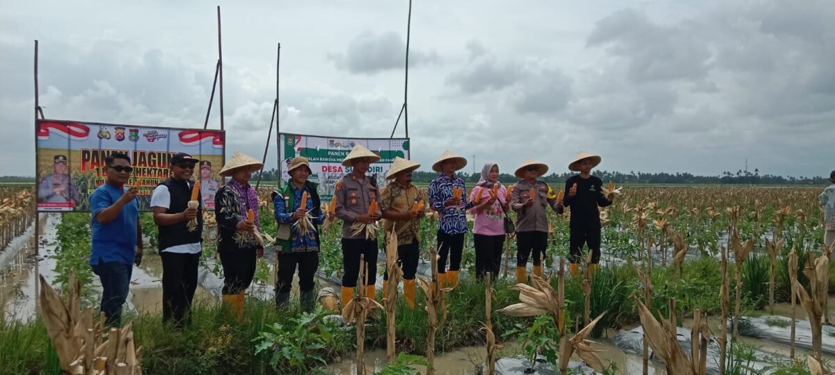 Desa Sukadiri Kecamatan Sukadiri Kabupaten Tangerang melakukan Panen Raya Jagung (Foto/Red) 