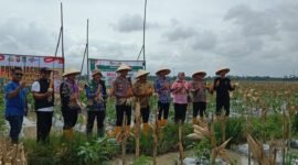Desa Sukadiri Kecamatan Sukadiri Kabupaten Tangerang melakukan Panen Raya Jagung (Foto/Red) 