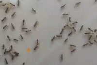 Migrasi Massal Semut (foto/istimewa) 