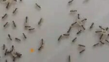 Migrasi Massal Semut (foto/istimewa) 