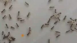 Migrasi Massal Semut (foto/istimewa) 