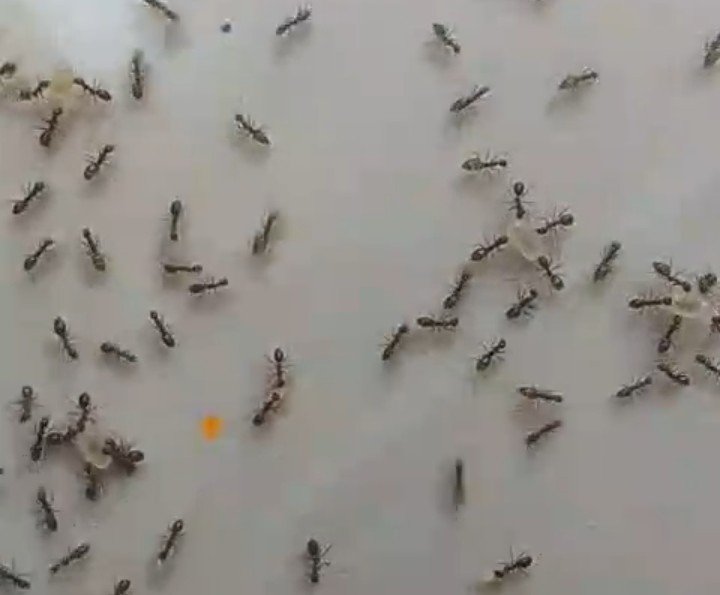 Migrasi Massal Semut (foto/istimewa) 