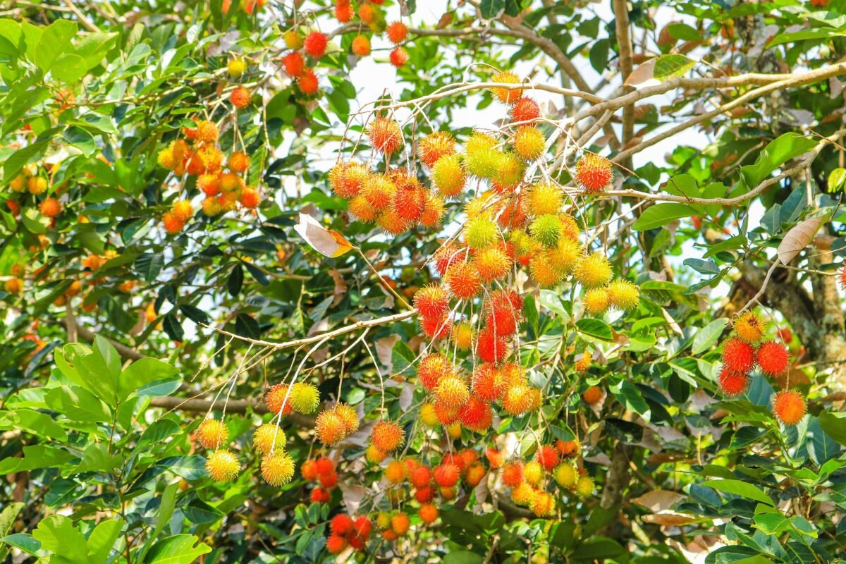Manfaat Buah Rambutan Untuk Kesehatan Yang Jarang Diketahui (foto/AI)
