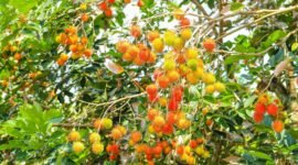 Manfaat Buah Rambutan Untuk Kesehatan Yang Jarang Diketahui (foto/AI) 