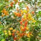 Manfaat Buah Rambutan Untuk Kesehatan Yang Jarang Diketahui (foto/AI) 