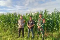 Jajaran Polsek Rajeg Polresta Tangerang melaksanakan kegiatan pengecekan perkembanga Tanaman Jagung Hibrida di wilayah Desa Jambu Karya, Kecamatan Rajeg, Kabupaten Tangerang, Sabtu (7/2/2026) (foto/Ast) 
