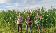 Polsek Rajeg Cek perkembangan Tanaman Jagung Hibrida, Dukung Program Ketahanan Pangan Kuartal IV