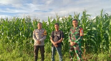 Jajaran Polsek Rajeg Polresta Tangerang melaksanakan kegiatan pengecekan perkembanga Tanaman Jagung Hibrida di wilayah Desa Jambu Karya, Kecamatan Rajeg, Kabupaten Tangerang, Sabtu (7/2/2026) (foto/Ast) 