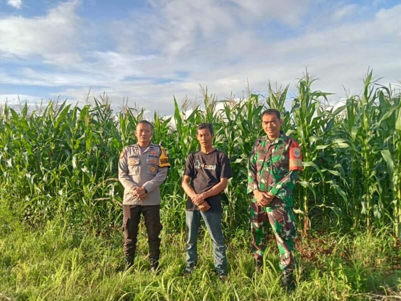 Jajaran Polsek Rajeg Polresta Tangerang melaksanakan kegiatan pengecekan perkembanga Tanaman Jagung Hibrida di wilayah Desa Jambu Karya, Kecamatan Rajeg, Kabupaten Tangerang, Sabtu (7/2/2026) (foto/Ast) 