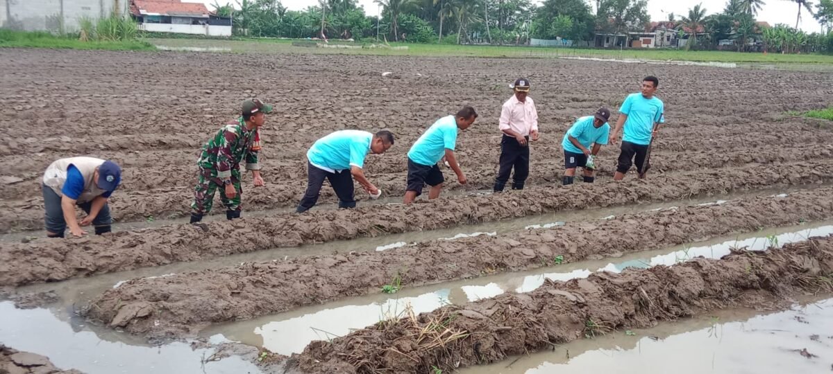 Pemerintah Desa Kayu Bongkok bersama Bumdes Mandiri Kayu Bongkok Tanam Jagung (foto/jml)