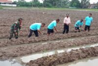 Pemerintah Desa Kayu Bongkok bersama Bumdes Mandiri Kayu Bongkok Tanam Jagung (foto/jml)
