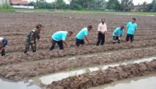 Pemerintah Desa Kayu Bongkok bersama Bumdes Mandiri Kayu Bongkok Tanam Jagung (foto/jml) 