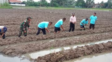 Pemerintah Desa Kayu Bongkok bersama Bumdes Mandiri Kayu Bongkok Tanam Jagung (foto/jml) 