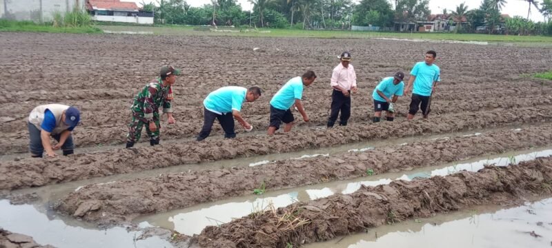 Pemerintah Desa Kayu Bongkok bersama Bumdes Mandiri Kayu Bongkok Tanam Jagung (foto/jml) 