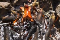 Sosis Bakar (foto/istimewa) 