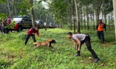 K9 Polda Jateng Asah Kemampuan di Salatiga: Deteksi Jenazah Makin Akurat dan Cepat