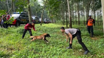 K9 Polda Jateng Asah Kemampuan di Salatiga: Deteksi Jenazah Makin Akurat dan Cepat