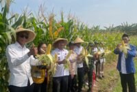 Camat Hadiri Panen Jagung Perdana Program Ketahanan Pangan BUMDes Pondok Bangkit Desa Pondok Kelor