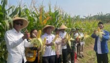 Camat Hadiri Panen Jagung Perdana Program Ketahanan Pangan BUMDes Pondok Bangkit Desa Pondok Kelor