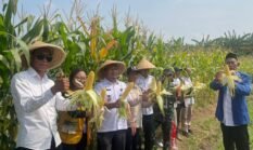 Camat Hadiri Panen Jagung Perdana Program Ketahanan Pangan BUMDes Pondok Bangkit Desa Pondok Kelor