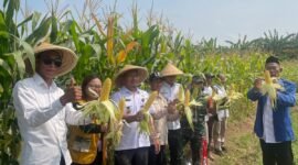 Camat Hadiri Panen Jagung Perdana Program Ketahanan Pangan BUMDes Pondok Bangkit Desa Pondok Kelor