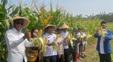 Camat Hadiri Panen Jagung Perdana Program Ketahanan Pangan BUMDes Pondok Bangkit Desa Pondok Kelor