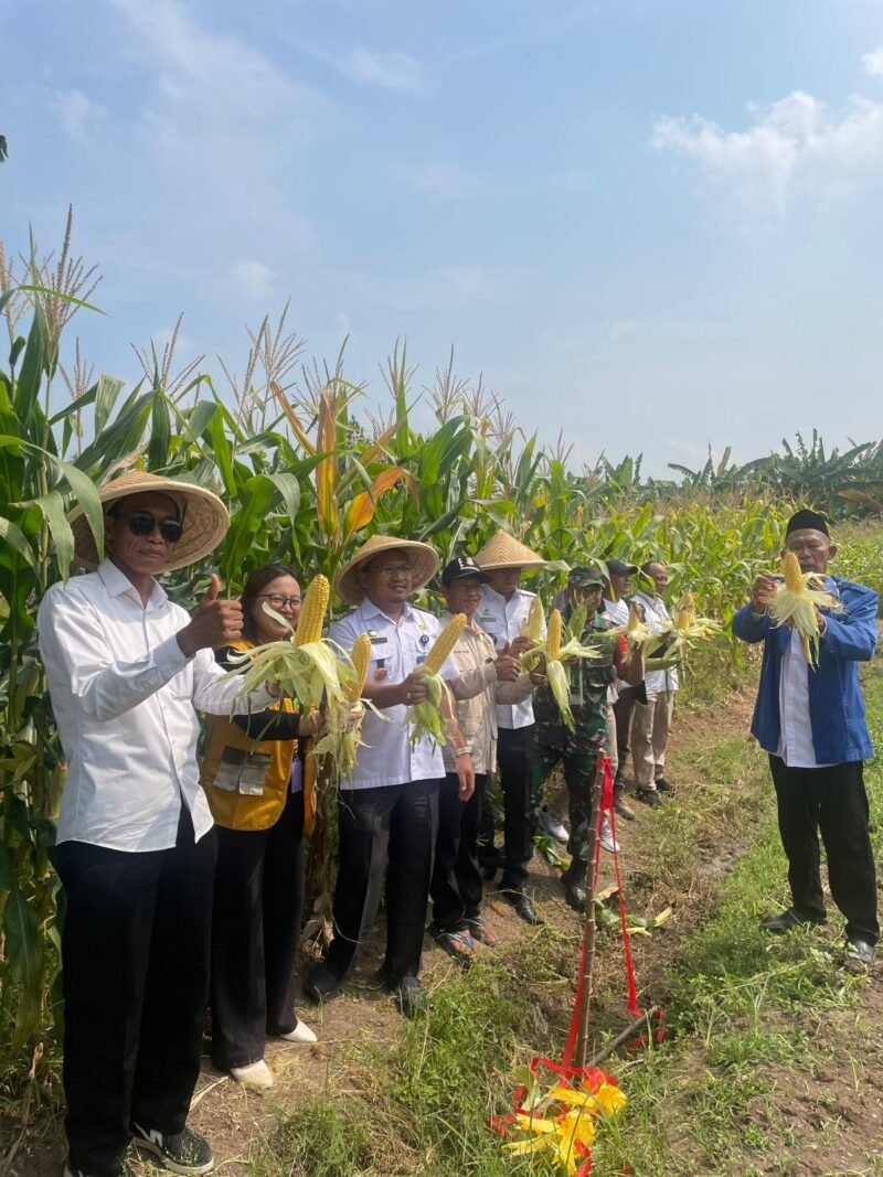 Camat Hadiri Panen Jagung Perdana Program Ketahanan Pangan BUMDes Pondok Bangkit Desa Pondok Kelor