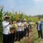 Camat Hadiri Panen Jagung Perdana Program Ketahanan Pangan BUMDes Pondok Bangkit Desa Pondok Kelor