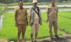 DPKP Kabupaten Tangerang Uji Coba Tanam Padi Sistem Tabela di Desa Klebet