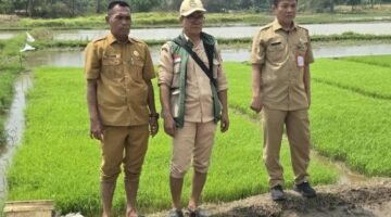 DPKP Kabupaten Tangerang Uji Coba Tanam Padi Sistem Tabela di Desa Klebet